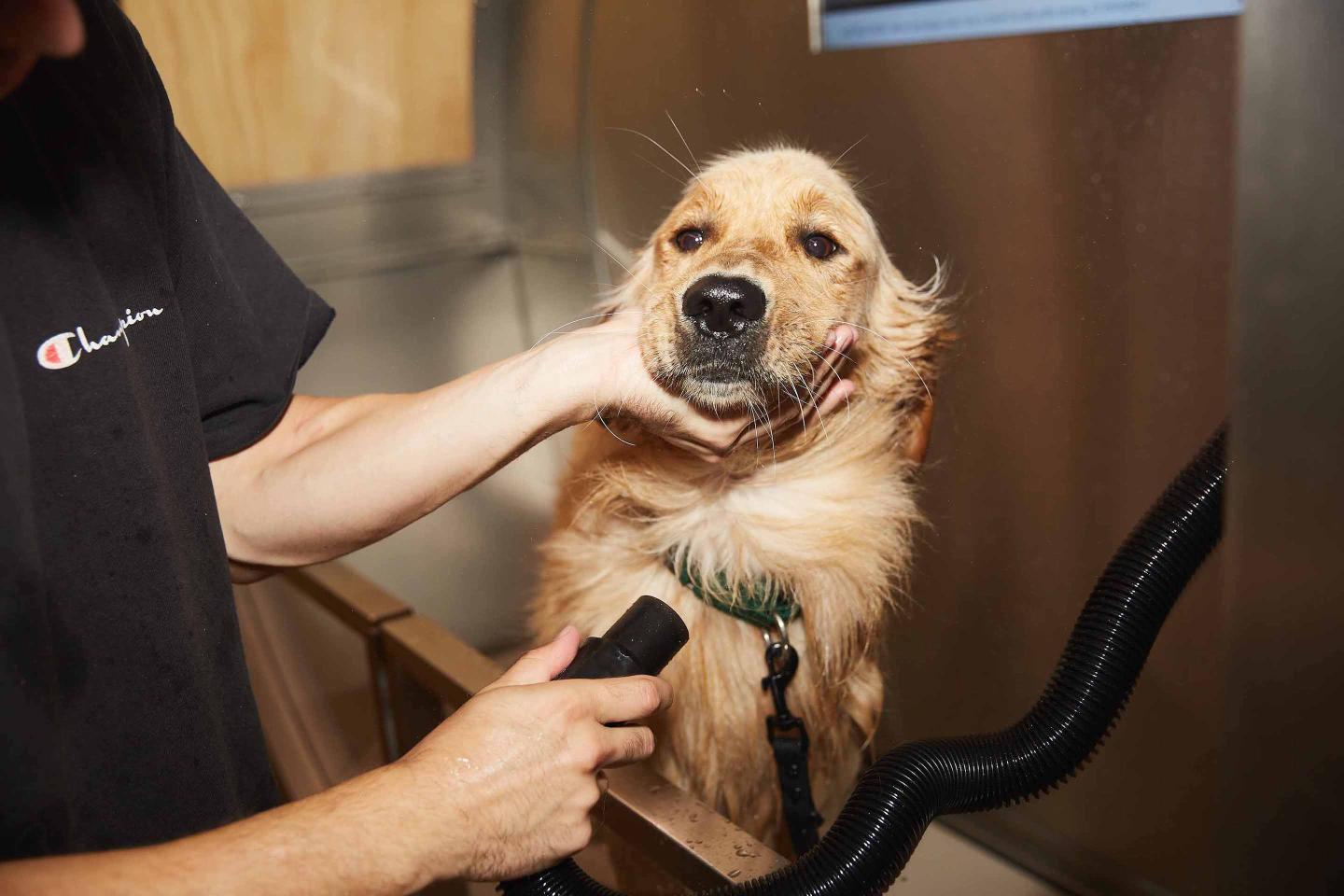 Now You're Clean dog wash and dry