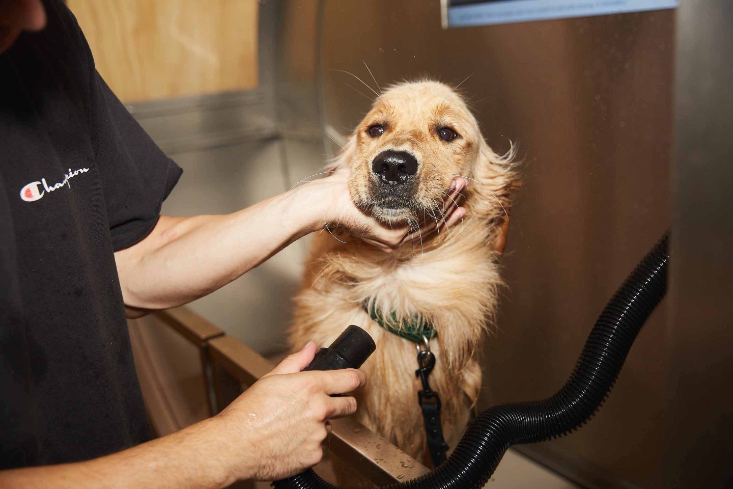 Now You're Clean dog wash and dry