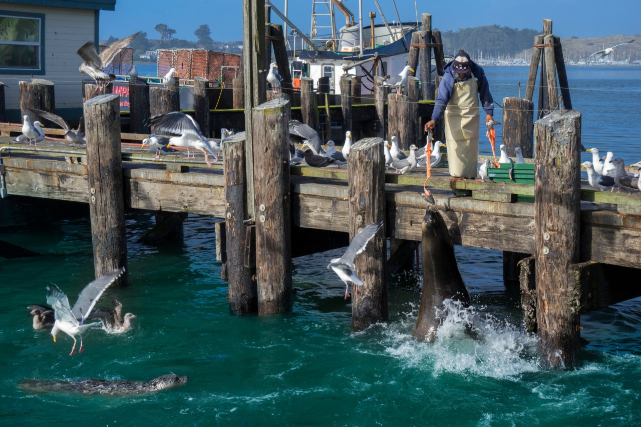 A spring weekend guide to California's Bodega Bay Fortune
