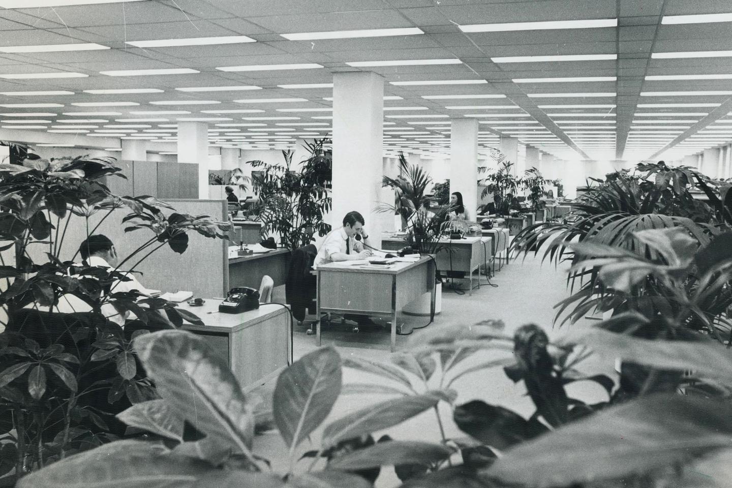 Employees sit at desks in an office with plants as dividers.