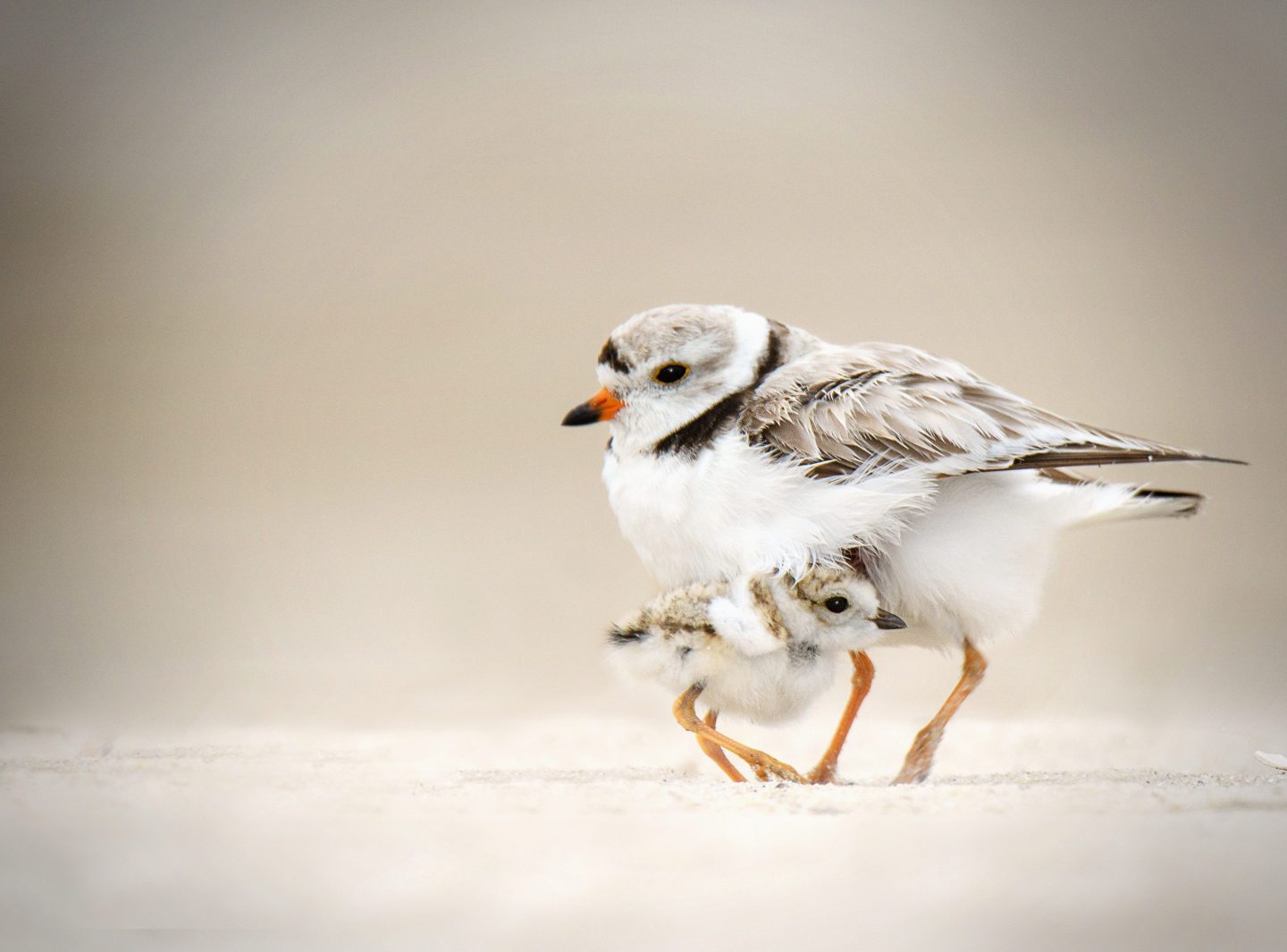 Piping plover and Chick