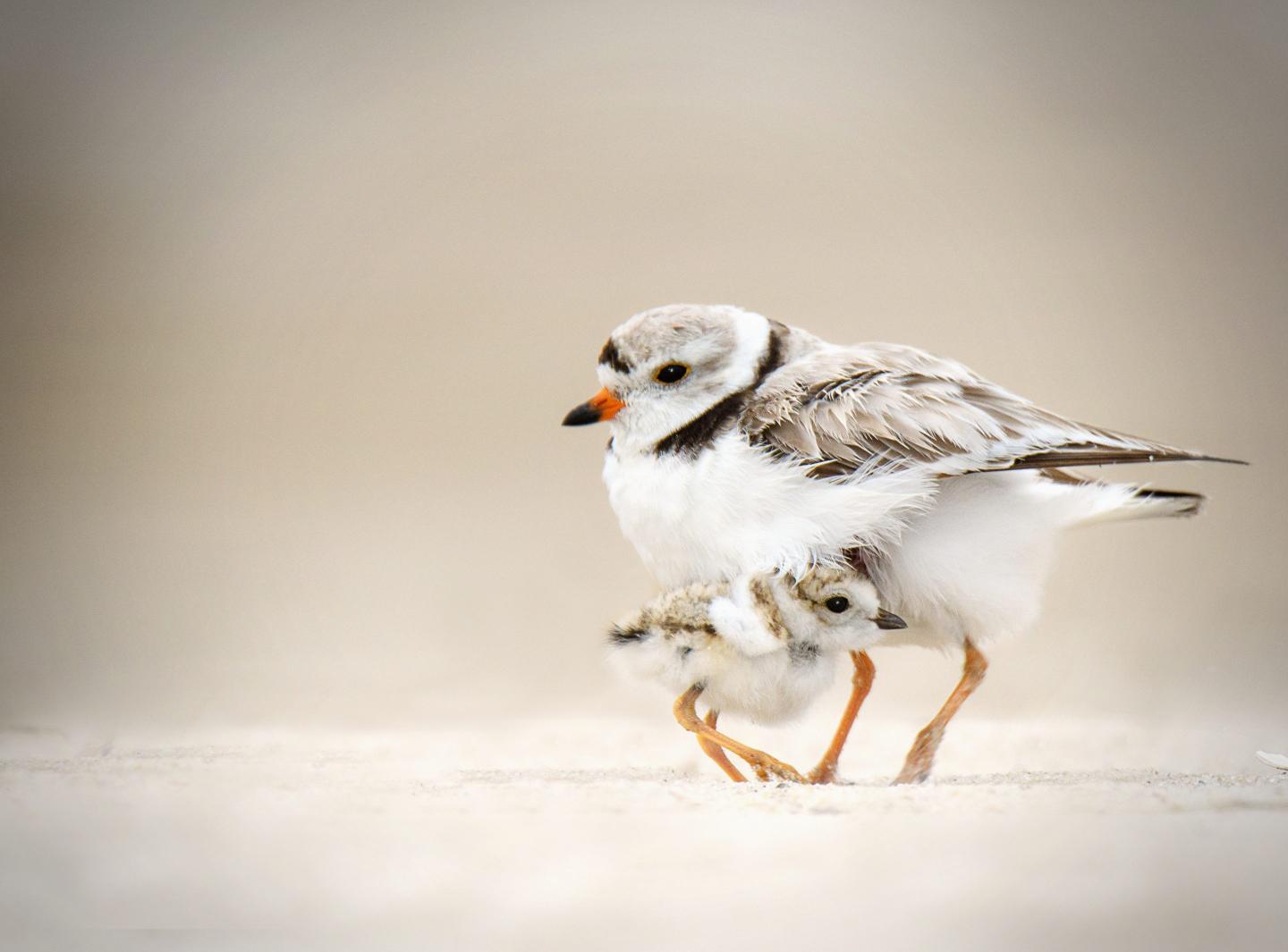 Piping plover and Chick