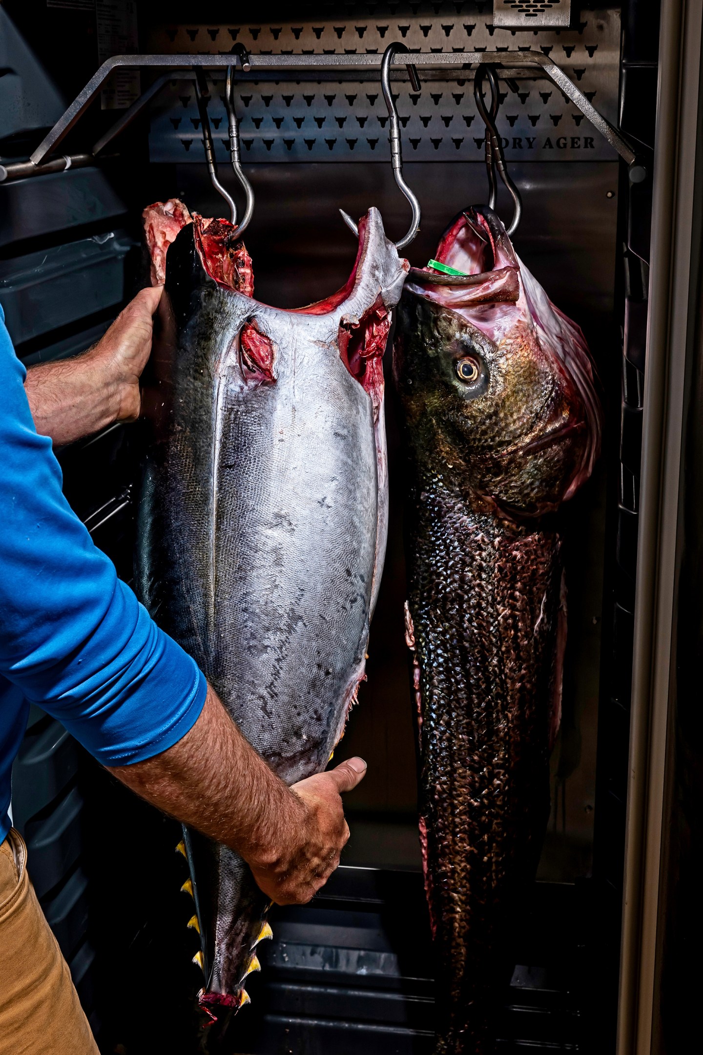 Nick Hargrove of Whitman Wharf Seafood in Whitman, MD checks on a tuna and stripped bass as they hang in a beef dry-ager.
