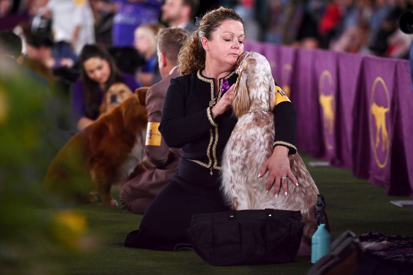Is There Prize Money For Westminster Dog Show