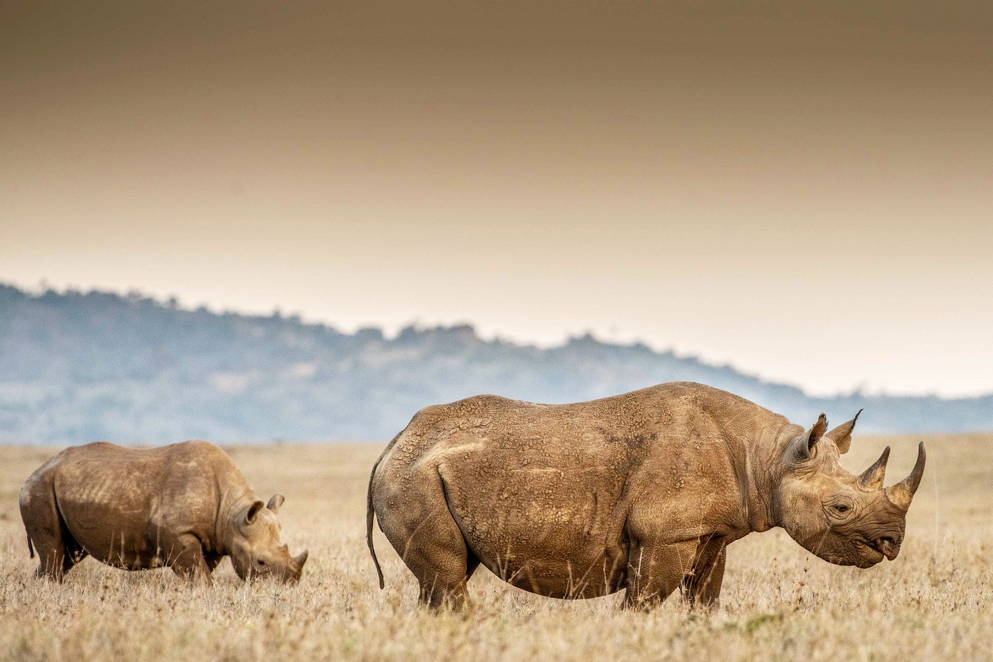 Two rhinos in a few field.