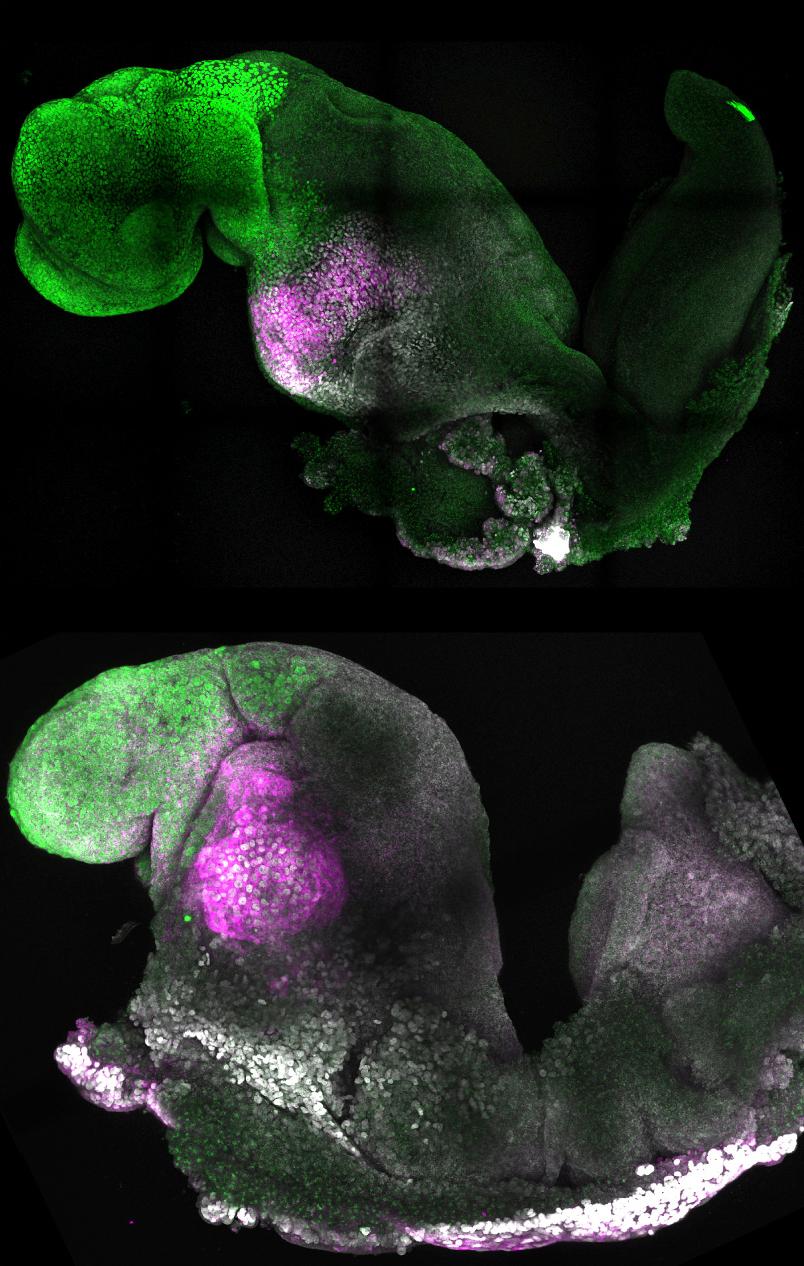 Mouse Embryo Study