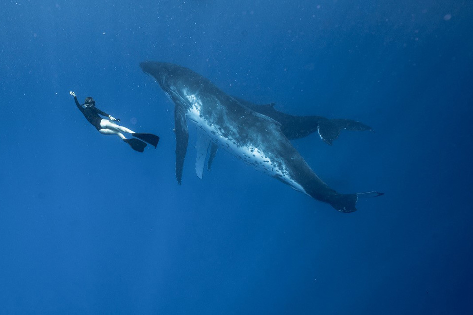 ceo lindsay mccormick diving with a whale