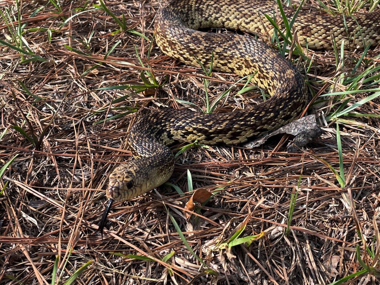 The government wants to protect the habitat of the Louisiana pine snake ...