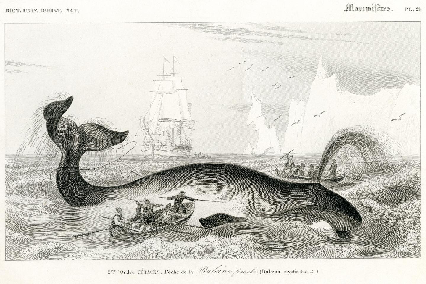 Historic illustration of whaling ships encountering a whale.