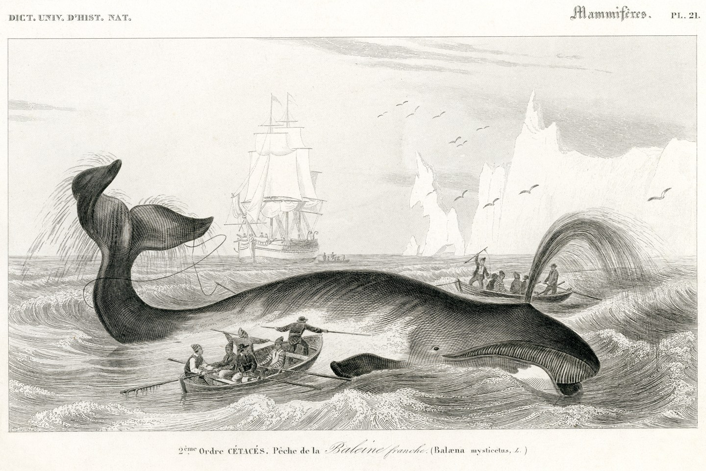 Historic illustration of whaling ships encountering a whale.