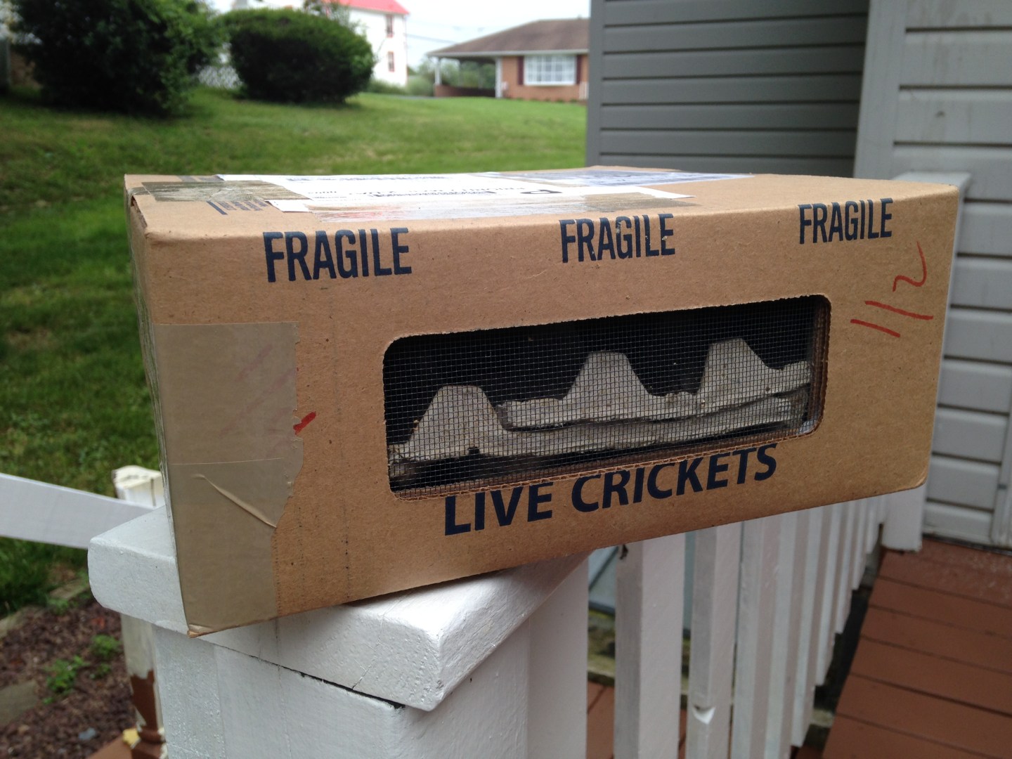 Photo of a box used to ship live crickets
