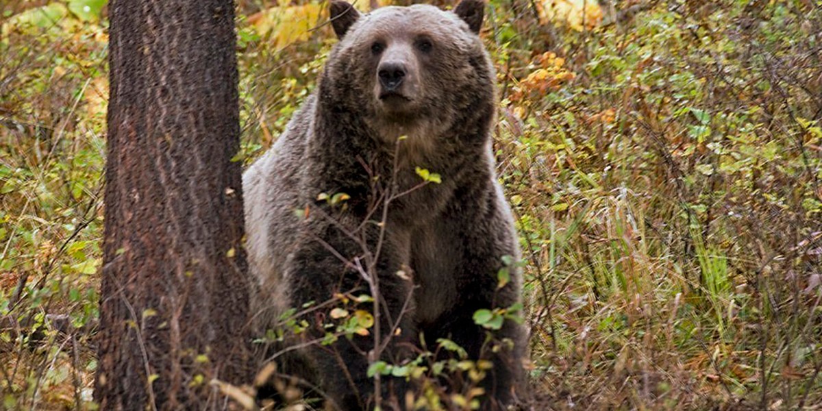 BNSF Railway is killing grizzly bears while slow-walking endangered species permit, lawsuit claims - Vimarsana News