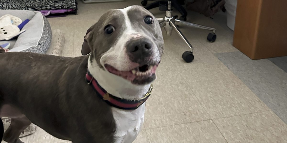 Animal shelters overflow as Americans dump 'pandemic puppies' in droves - Vimarsana News