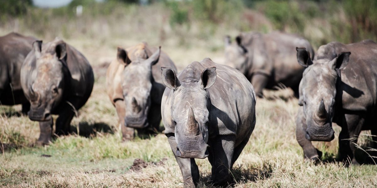 We asked the world's leading experts and employers whether AI is a 'Gray Rhino' or 'Black Swan' for the future of work–and found we're all about to get trampled by a herd of Gray Rhinos - Vimarsana News