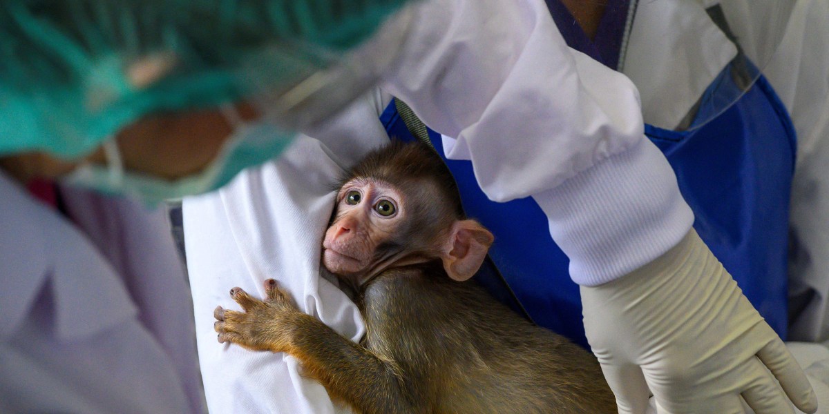 Why Big Pharma can't quit the lab monkey business - Vimarsana News