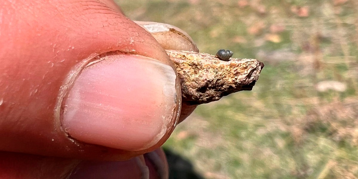 Lithium Mining fighting environmentalists over springsnail habitat - Vimarsana News