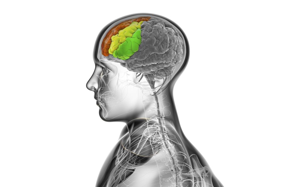 Human brain with highlighted frontal gyri, illustration