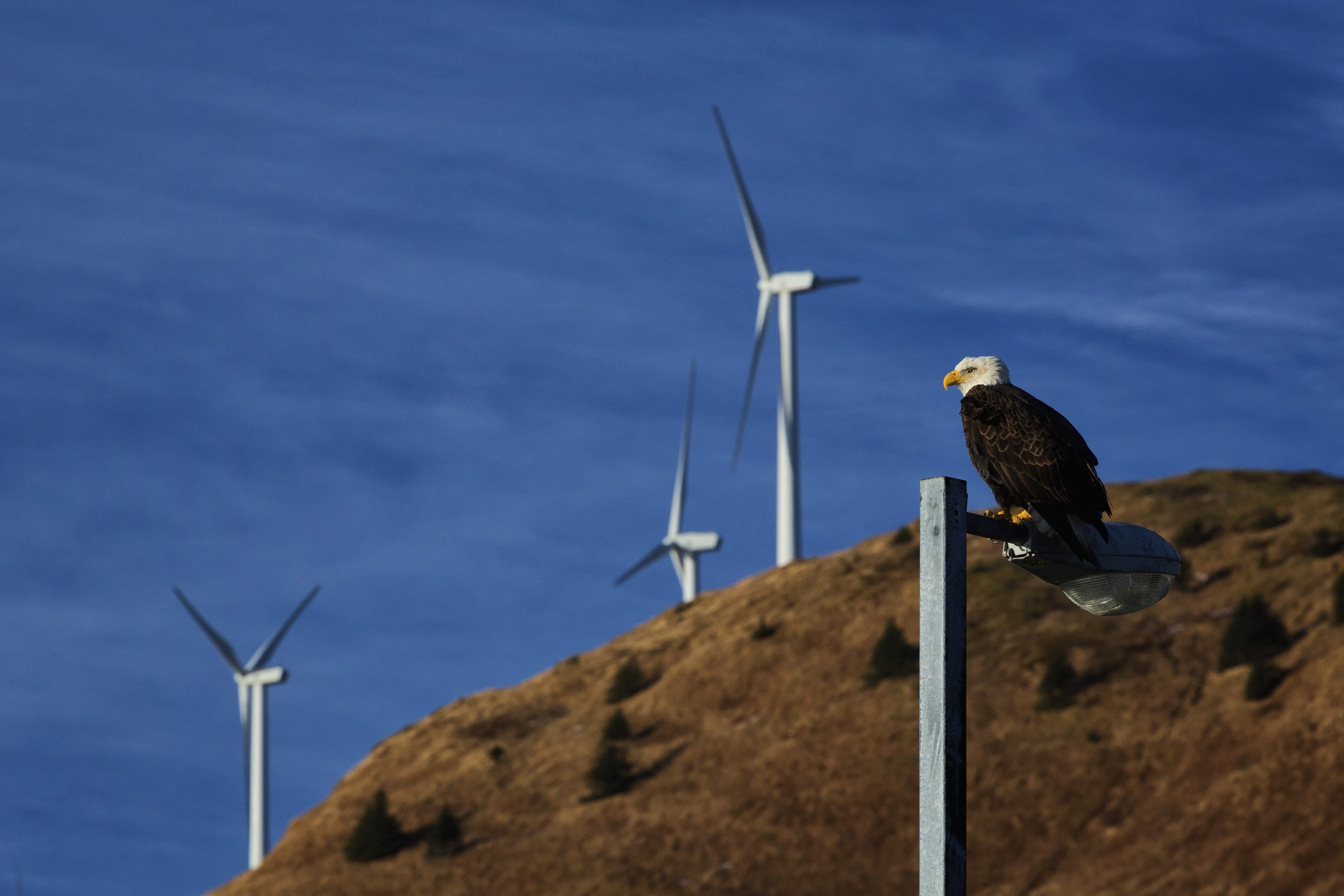 America should be the eagle, not the ostrich, of the clean energy transition - Vimarsana News