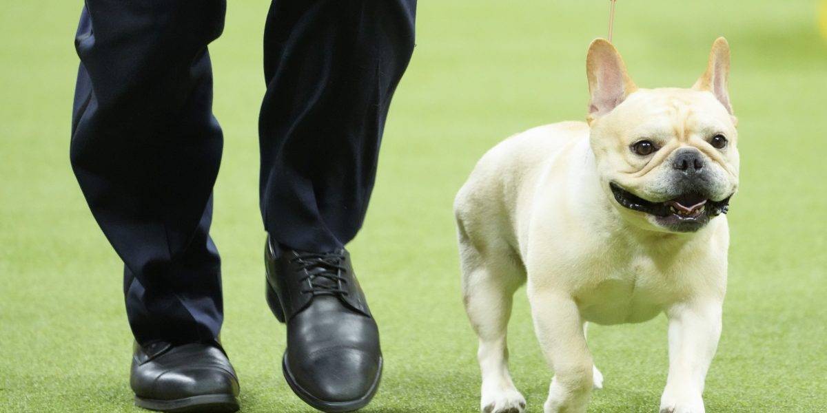 French bulldogs continue their reign as most popular dog for 2nd straight year
